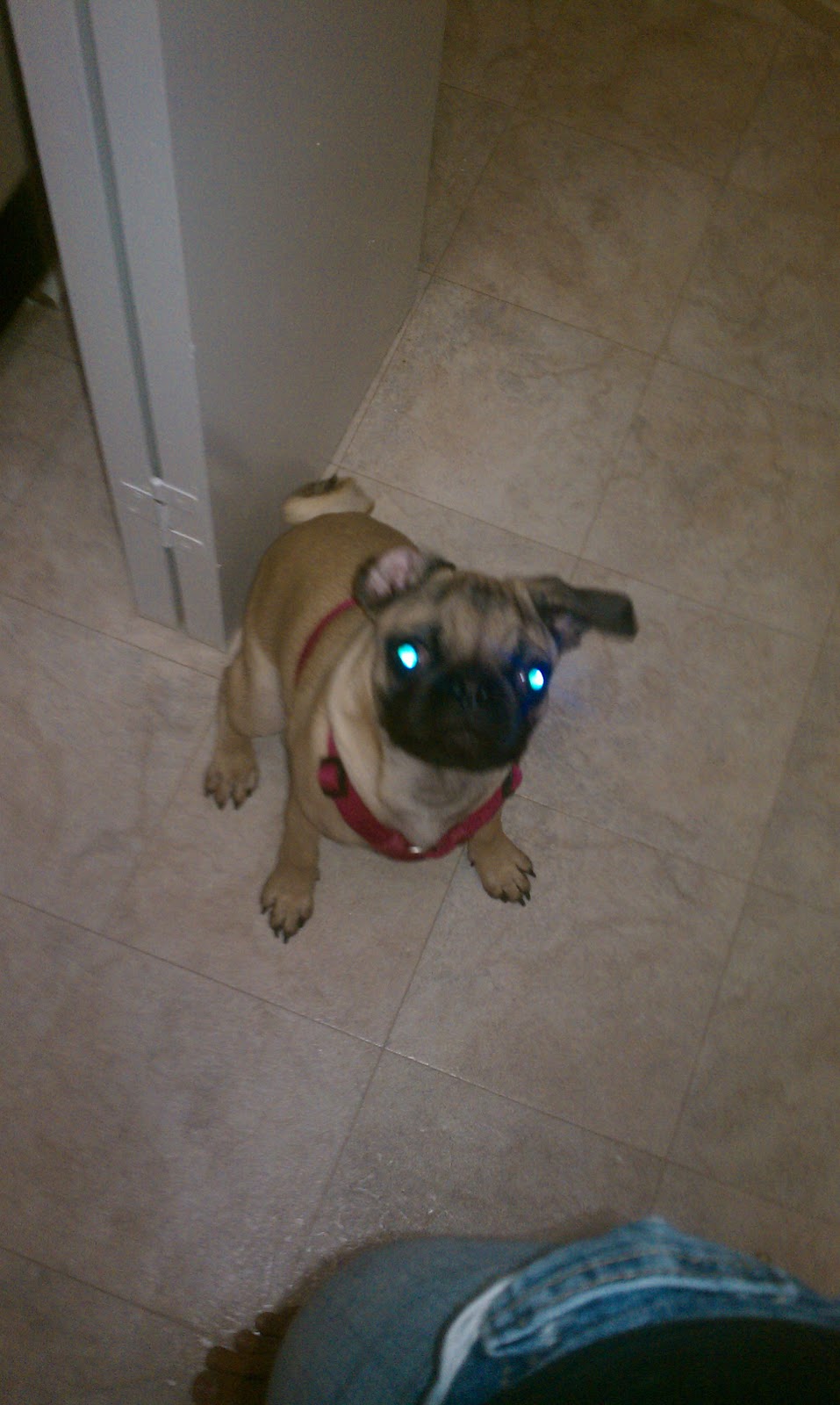 Percy The Pug Cheese Demon