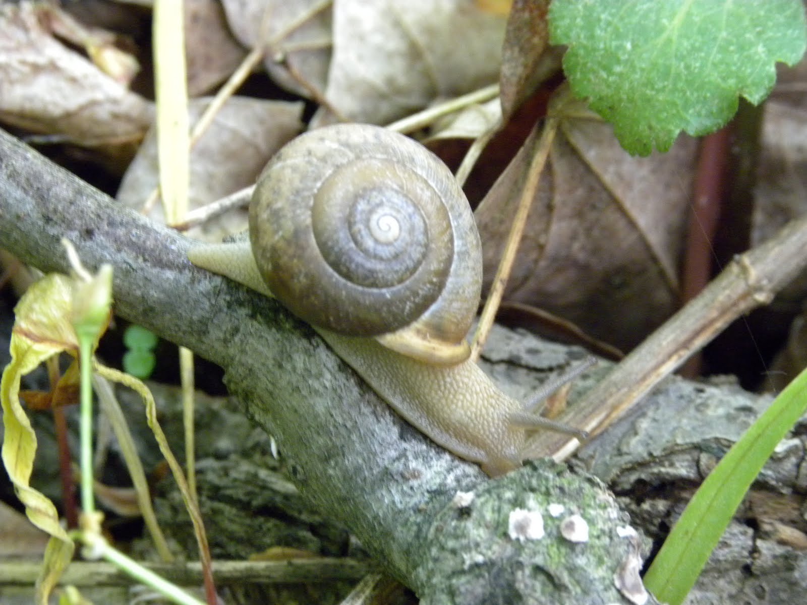 My TRU Life a snail's pace