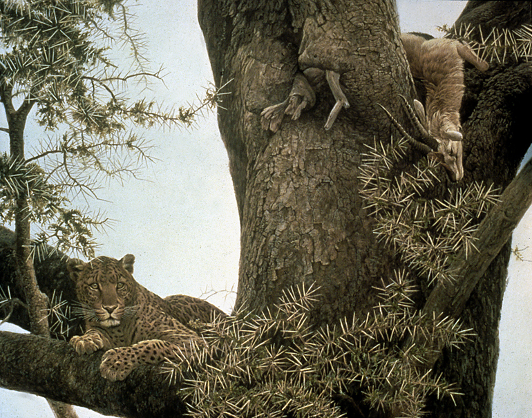 [LeopardThomsonGazelleKill.jpg]