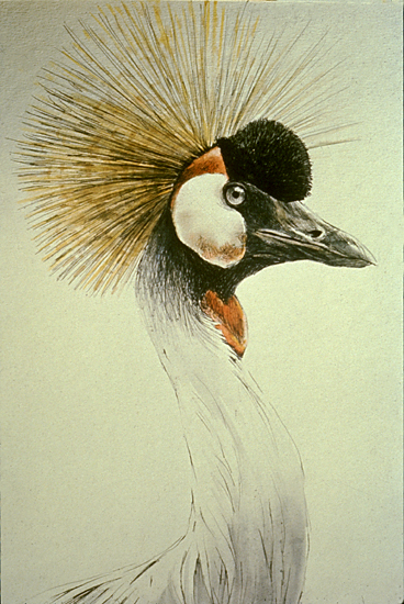 [CrownedCraneHead.jpg]