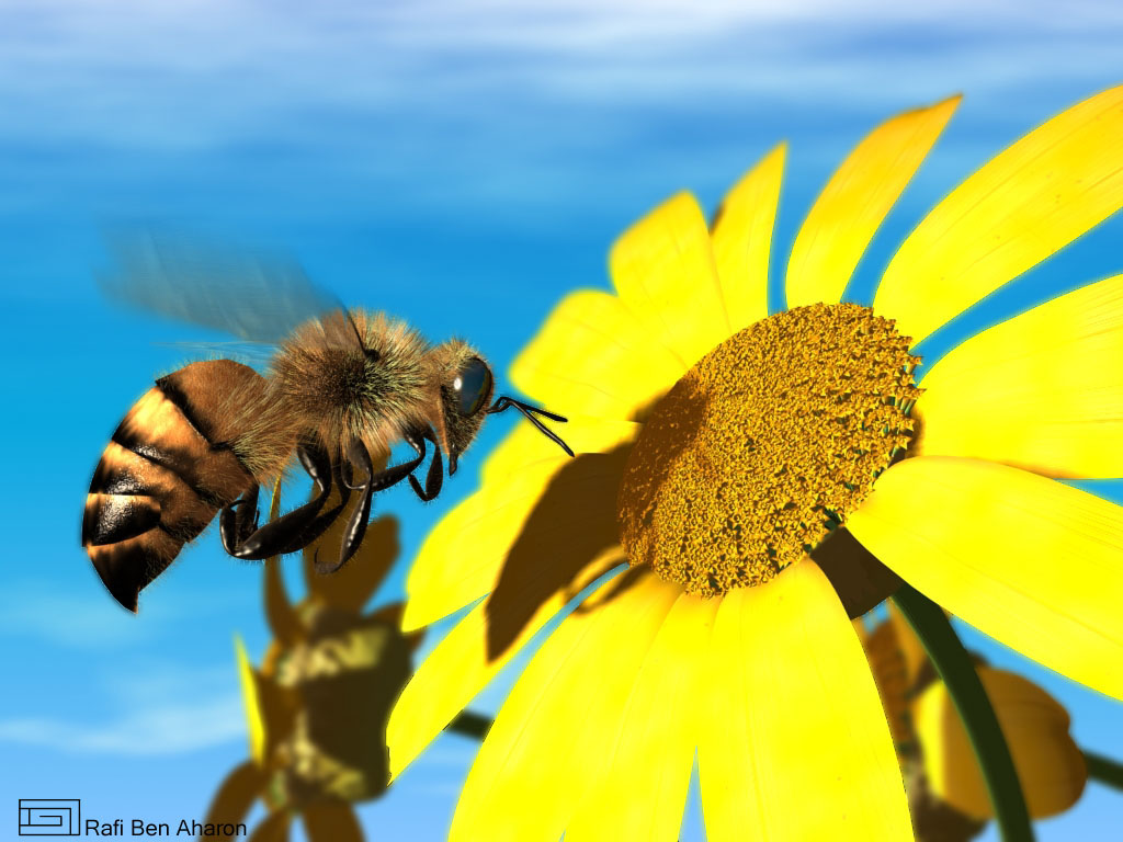 [honeybee.jpg]