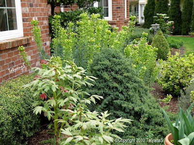 MySecretGarden: Front Garden Bed. Spring 2010