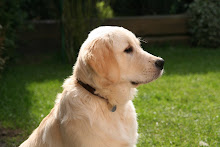 Learn about Golden Retrievers