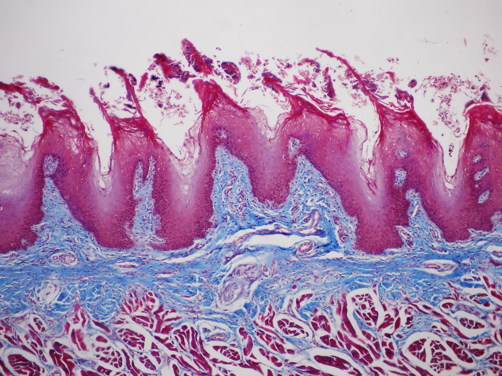 SOS BIOLOGIA CELULAR Y TISULAR DIGESTIVO. LENGUA