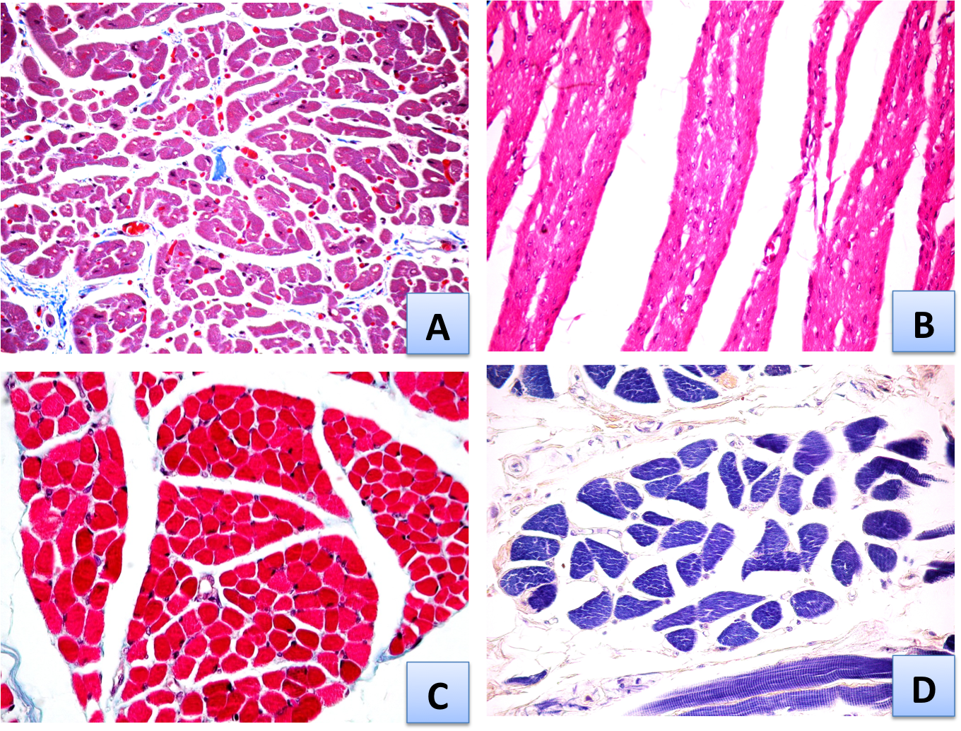 SOS BIOLOGIA CELULAR Y TISULAR diciembre 2010
