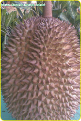 Buah Durian Menoreh Kuning