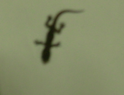 [lizard1.jpg]