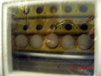 inside incubator