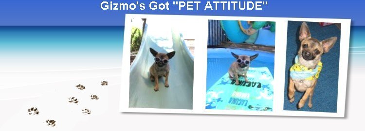 Gizmo's Got "Pet Attitude"