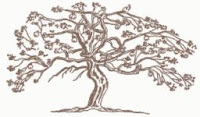 old apple tree antique drawing