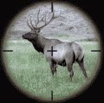Elk in gunsight color photograph