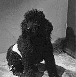 black and white still image of the dog from the black and white film 'The Last Man on Earth' based on 'I am Legend'