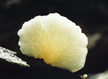 Beautiful mushroom