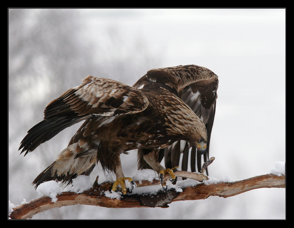 Natur og fotokunst: Kongeørn, Aquila chrysaetos