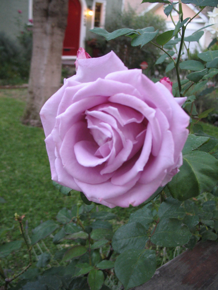 [rose.jpg]