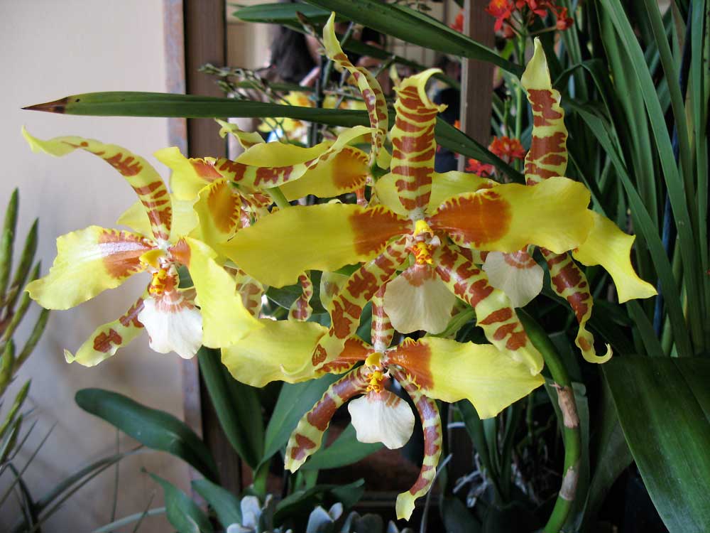 [orchid6.jpg]