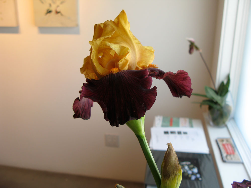 [flower2.jpg]