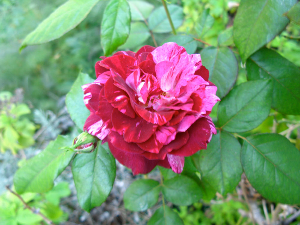 [rose1.jpg]