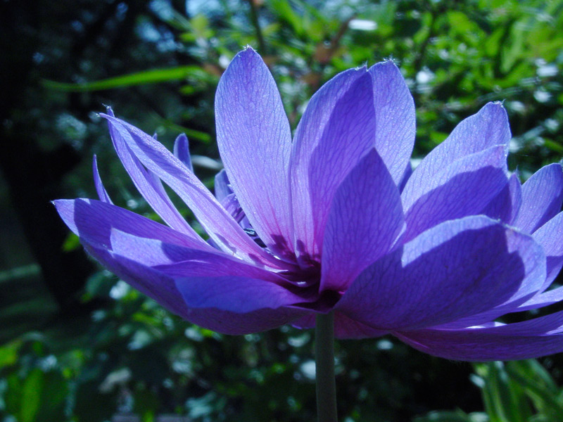 [purpleanemone.jpg]