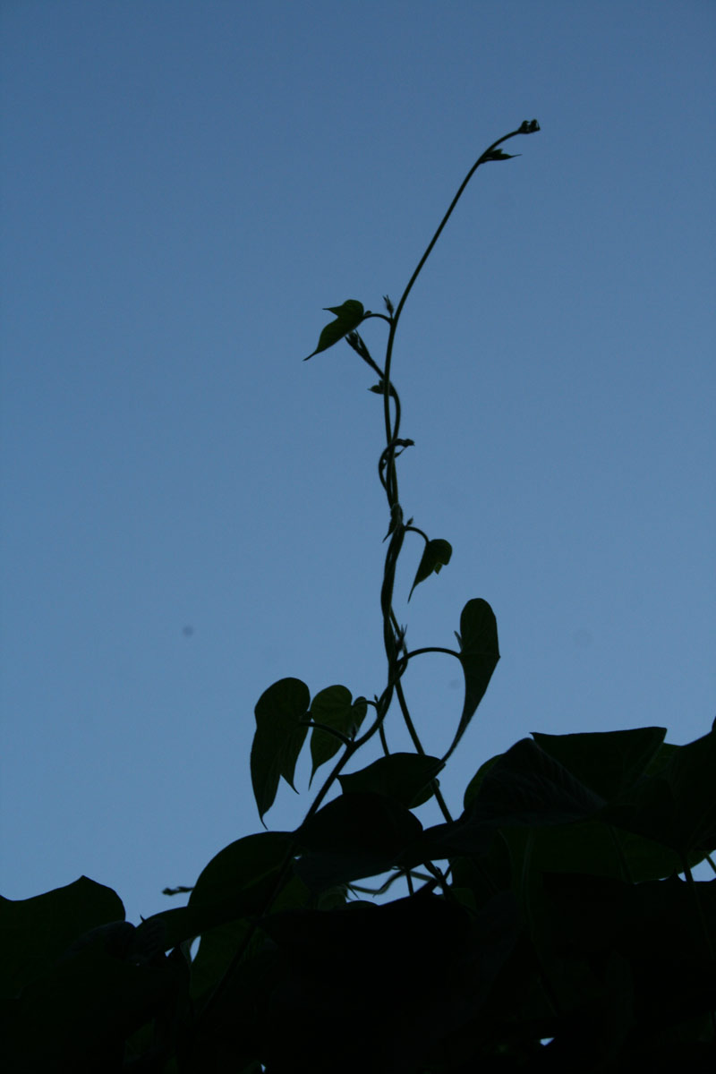 [morningglory_4502.jpg]