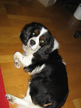 Sista hunden 1998-2008