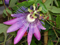 Passion Vine