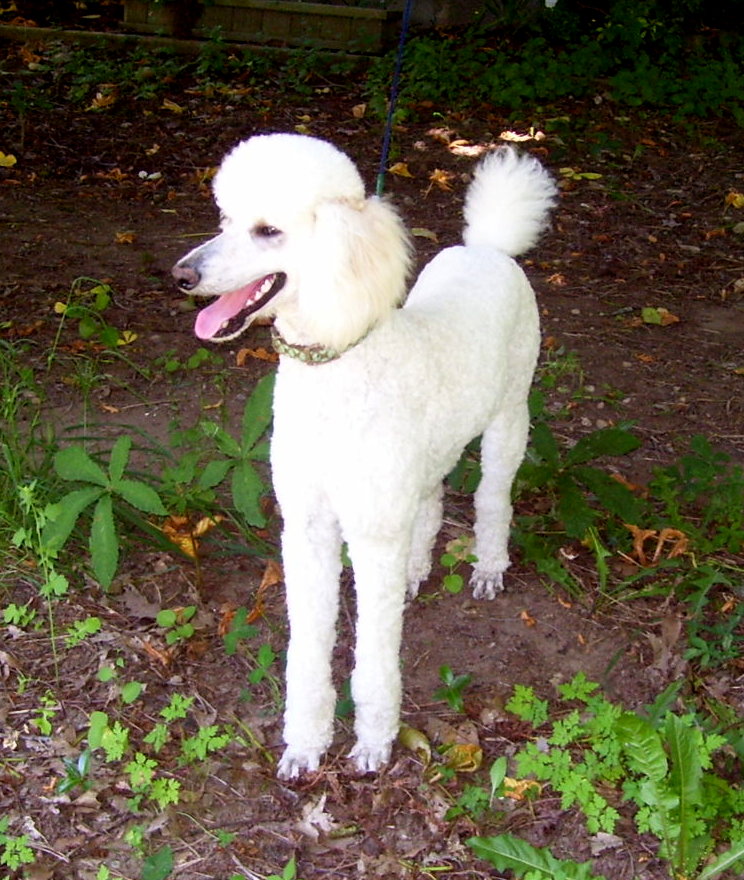 ivory standard poodle Ivory Female standard Poodle