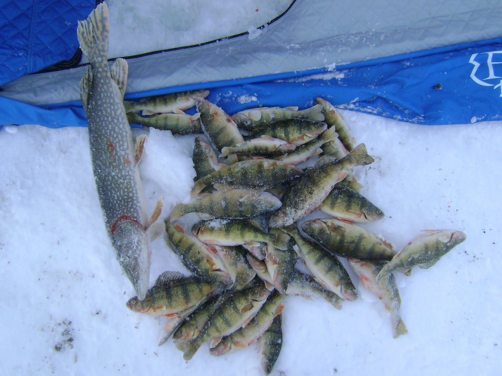 [perch+express+Day+5+013.JPG]