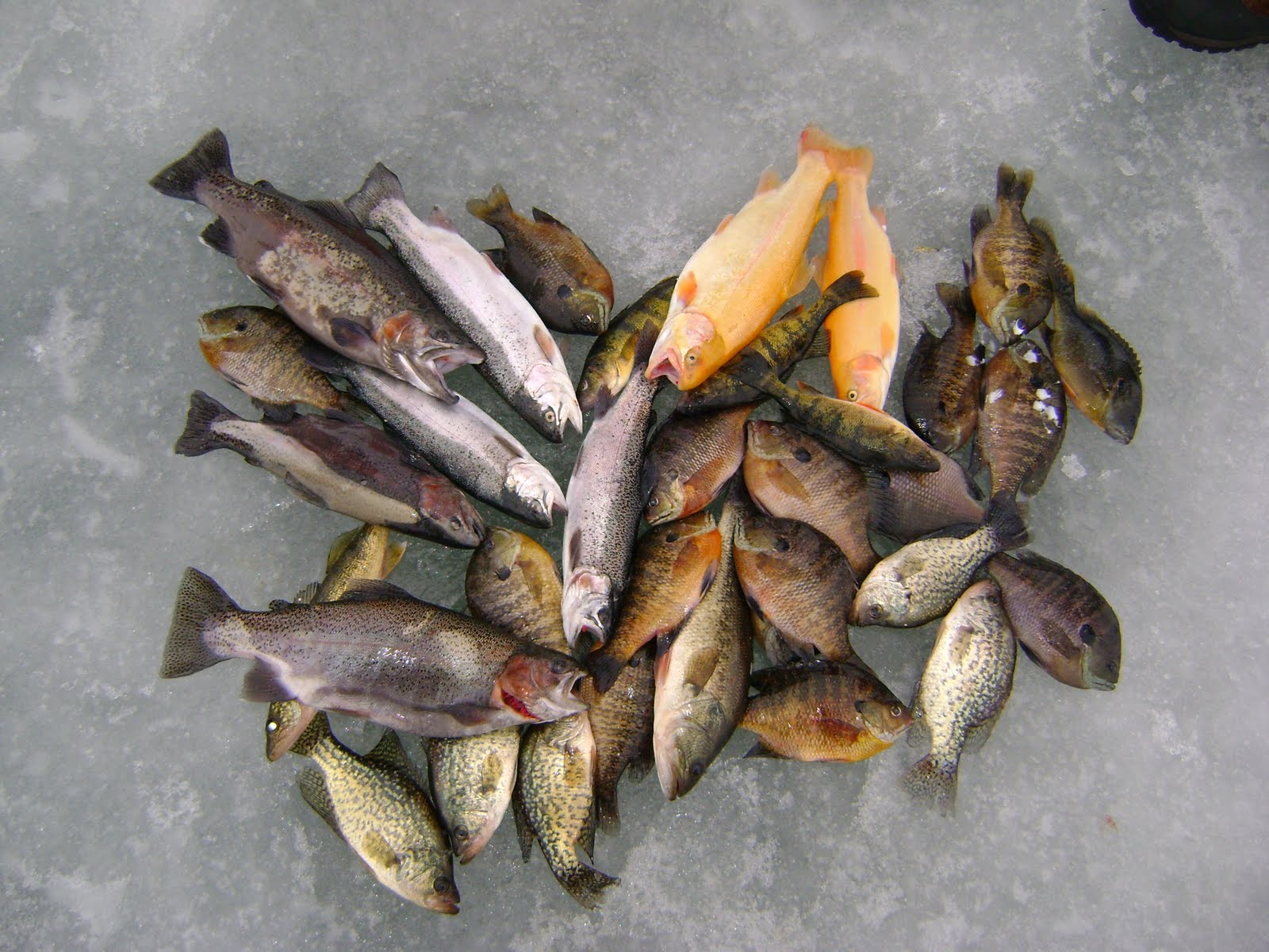 [Graham+Fishing+Trip+045.JPG]