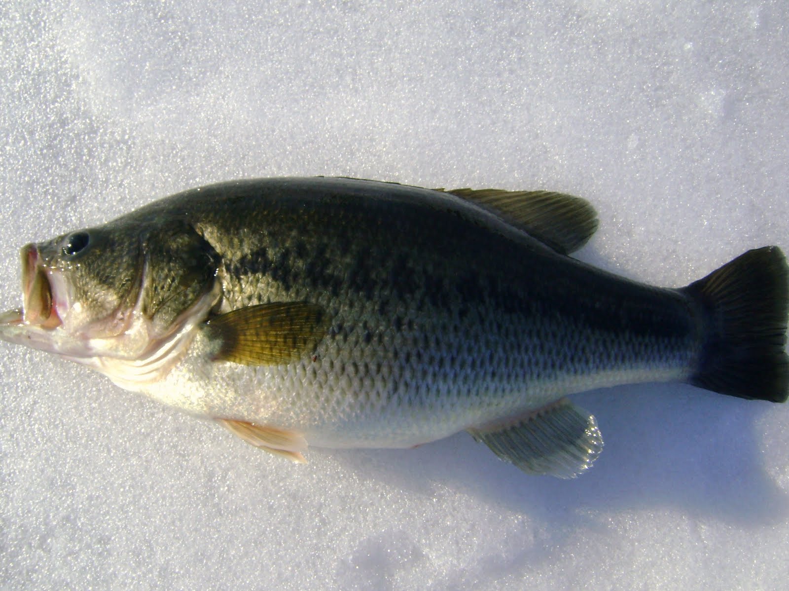 [ice+fishing+014.JPG]