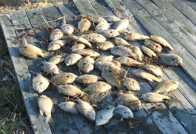 [BigDeadBluegill21209.jpg]