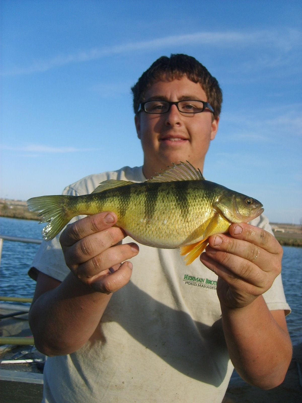 [jumbo+yellow+perch.jpg]