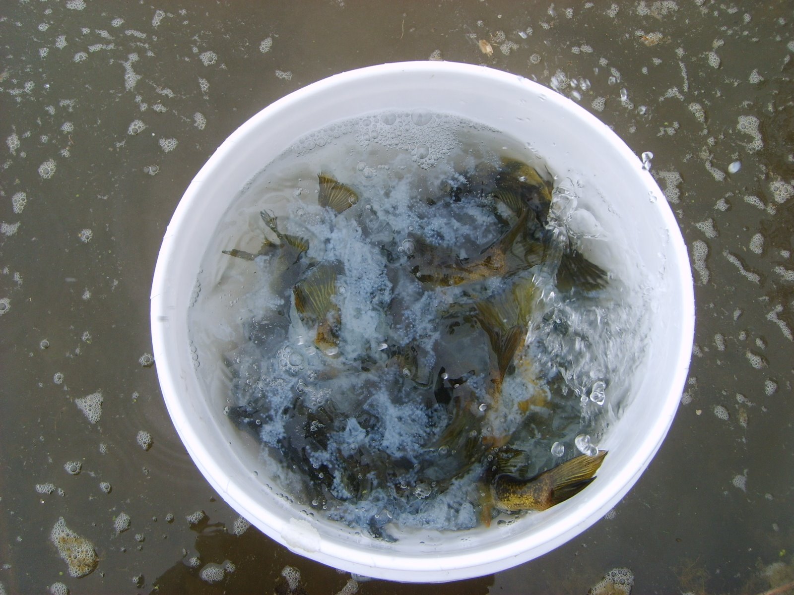 [electrofishing+cobblestone+012.JPG]