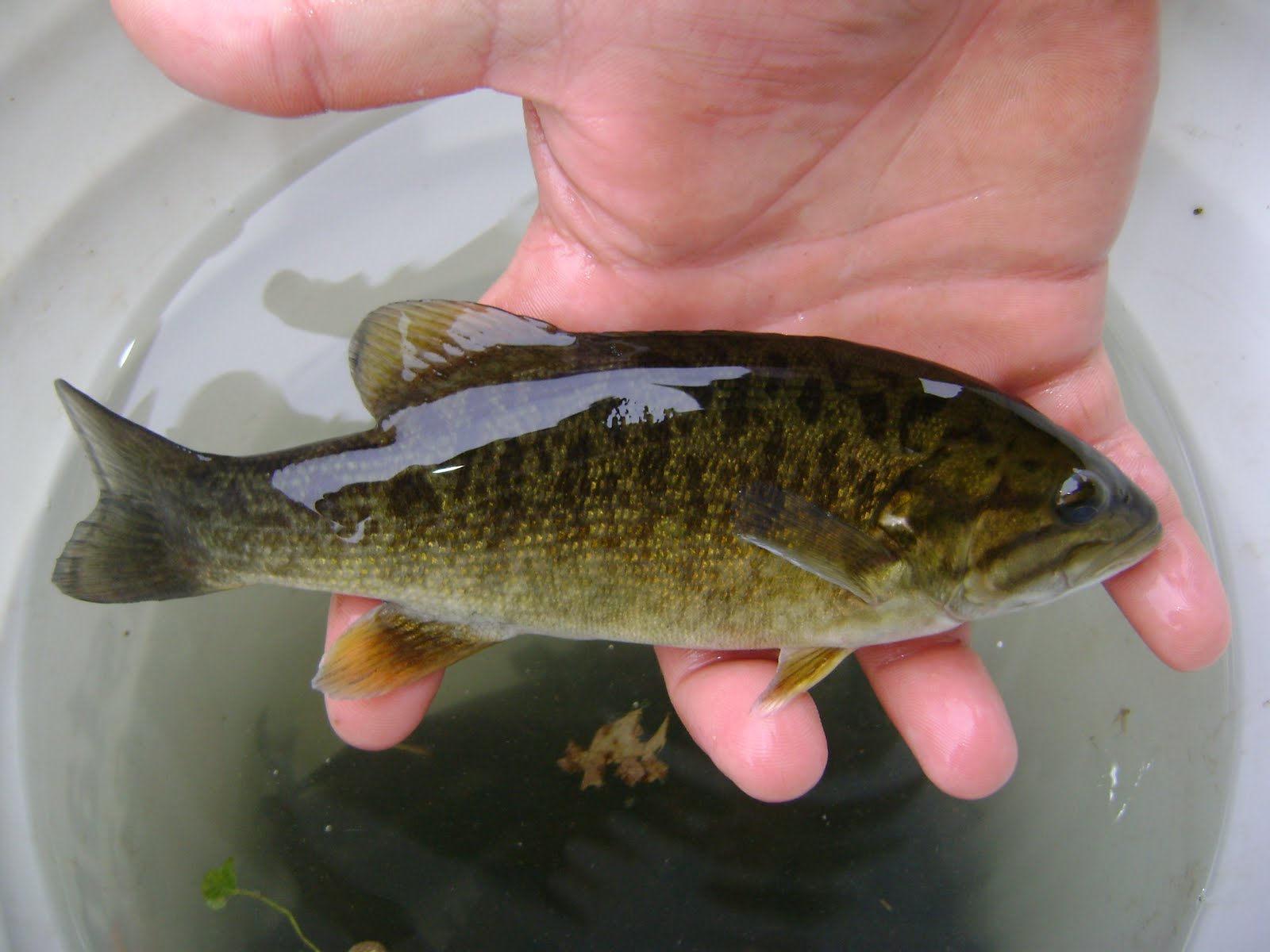 [fish+stocking+041.JPG]