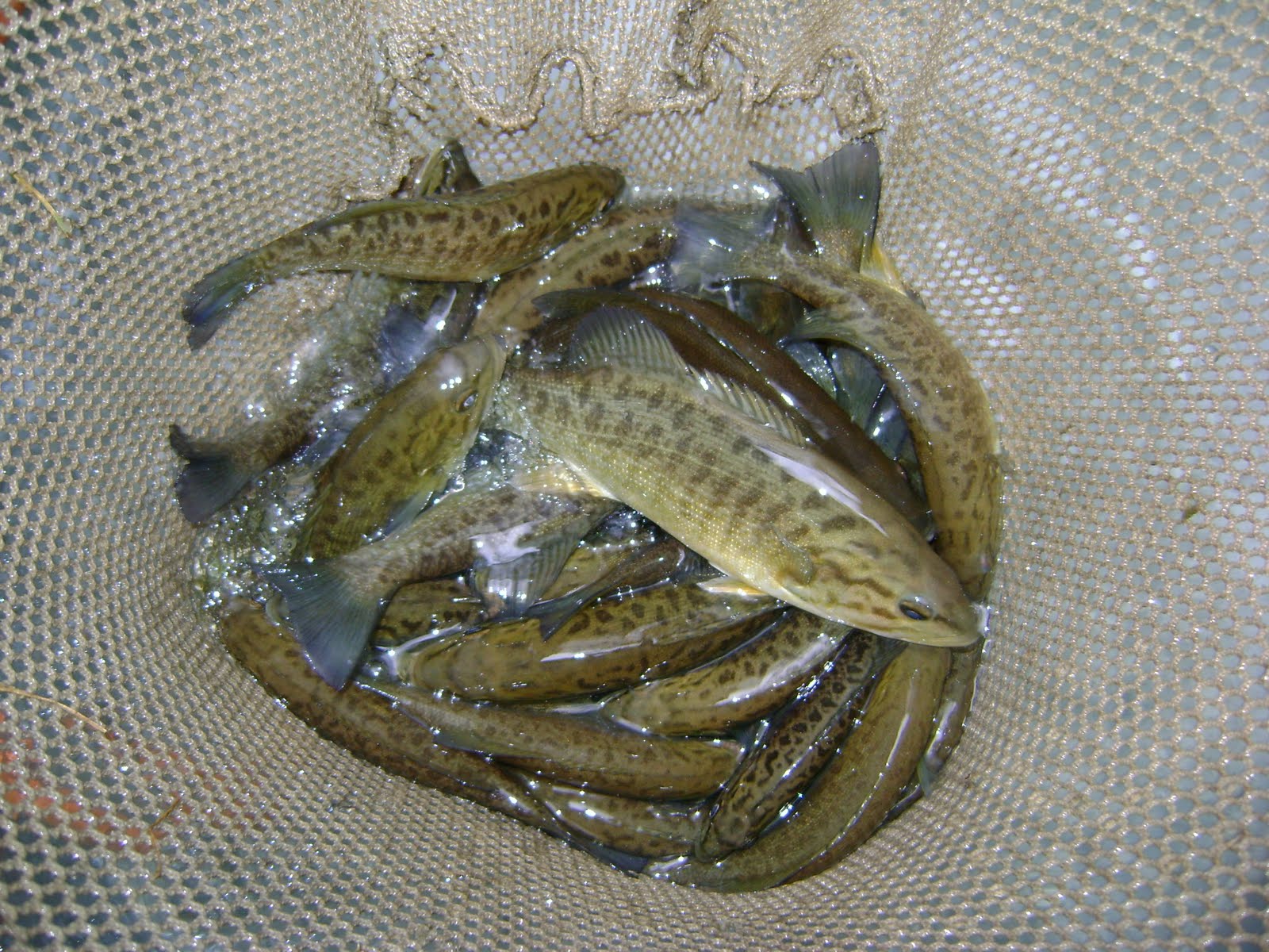 [fish+stocking+038.JPG]