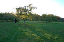 The orchard at Atkins Farm in South Amherst, MA