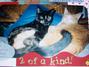 Kitty Cuddles ... In Loving Memory of Lewis