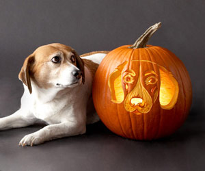 Free Pumpkin-Carving Stencils of Favorite Dog Breeds