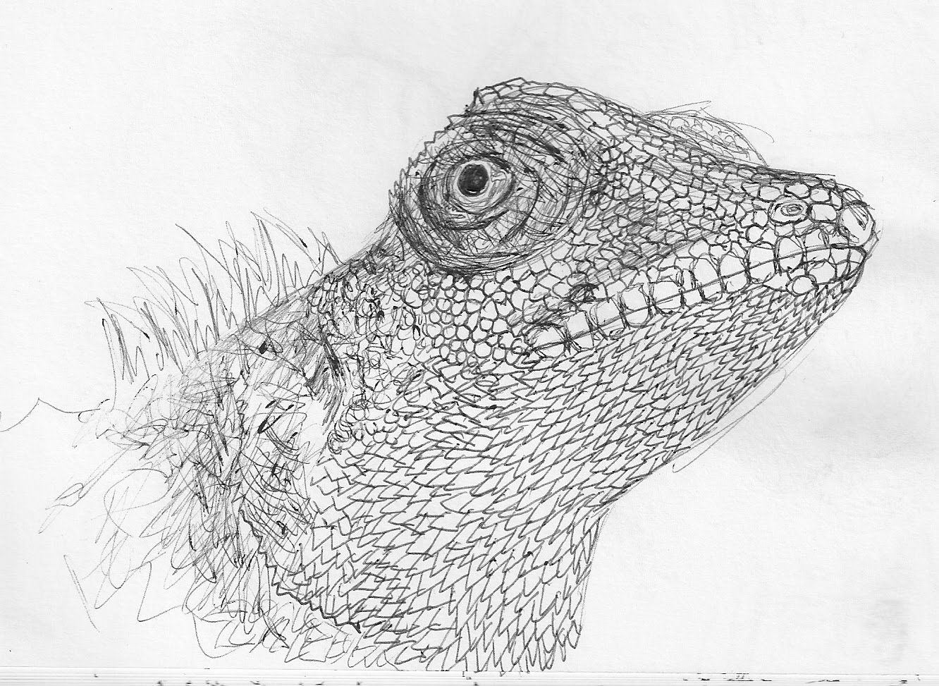 bearded-dragon-coloring-page-2.jpg bearded-dragon-coloring-page-2.jpg