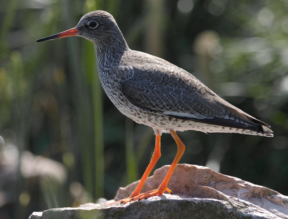 Ann Miles Blog Redshank