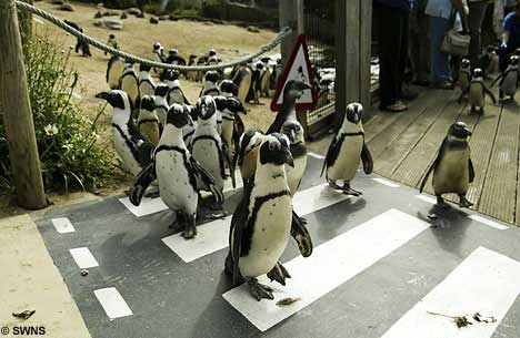 [penguin_crossing_3sfw.jpg]