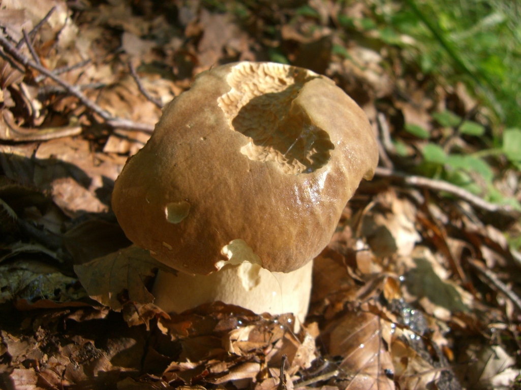 Funghi in Toscana I Porcini 1°