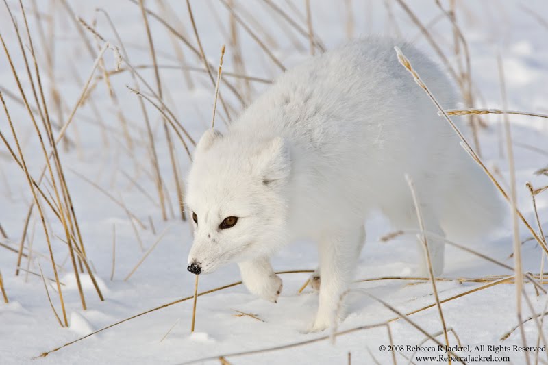 Adventures Through the Lens: Polar Bear Diet Expansion with Climate Change