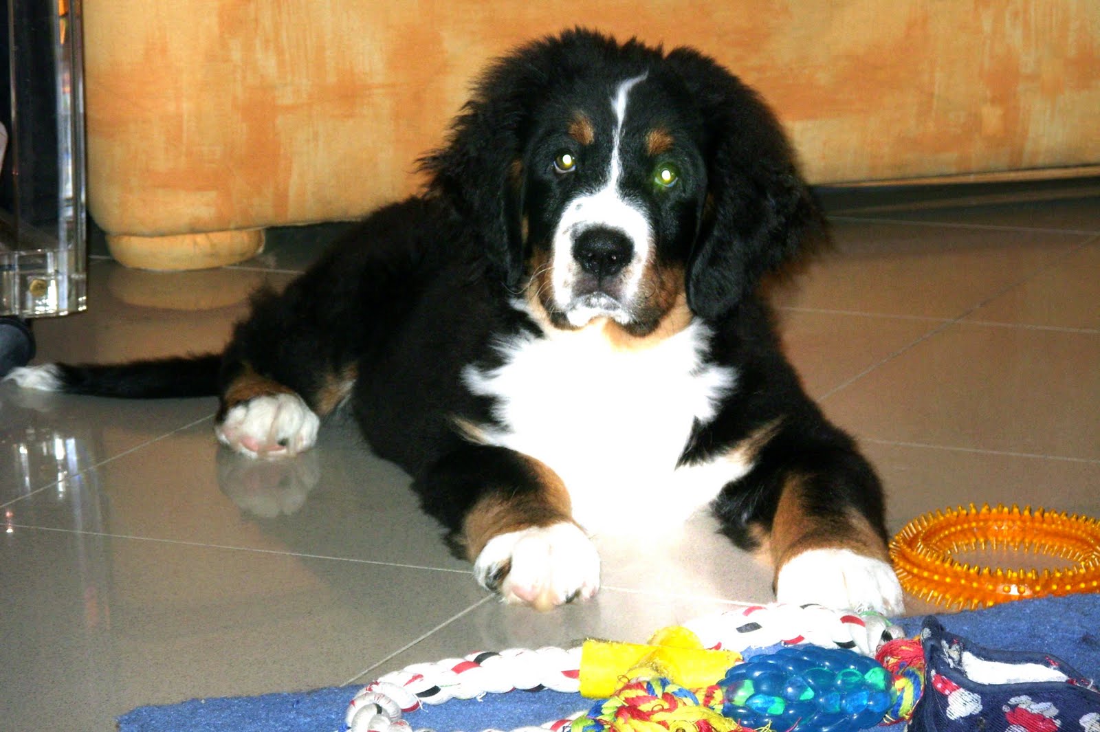 [Steiner+27-1-2010.JPG]