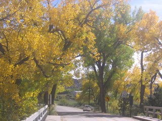 [trees+leaving+OC.JPG]