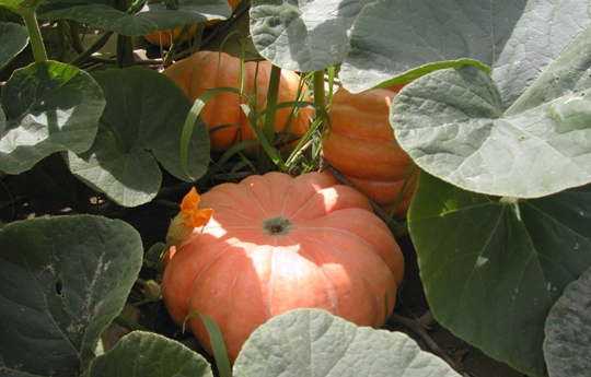 [AboboraMoranga.jpg]