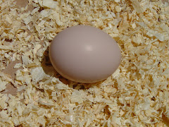 Rosie finally laid her 1st egg on July 10th!