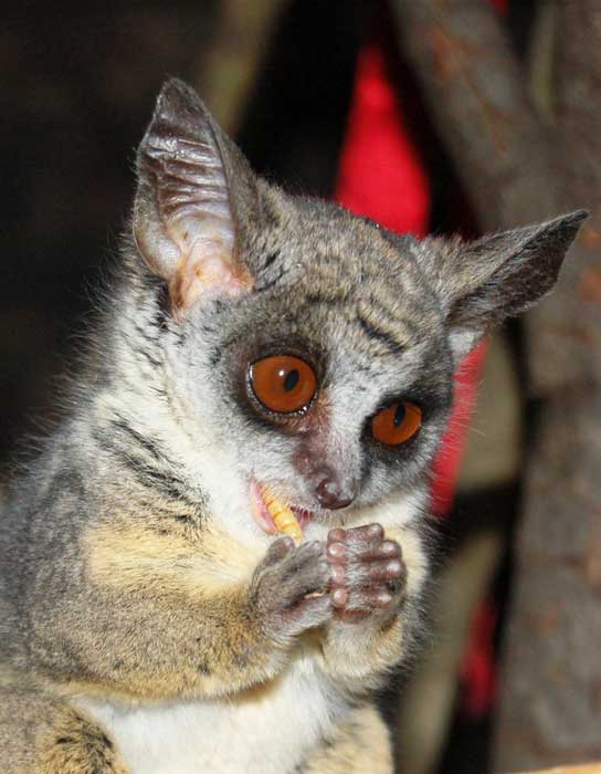 Road Travel southern African Travel Group South African Bushbabies