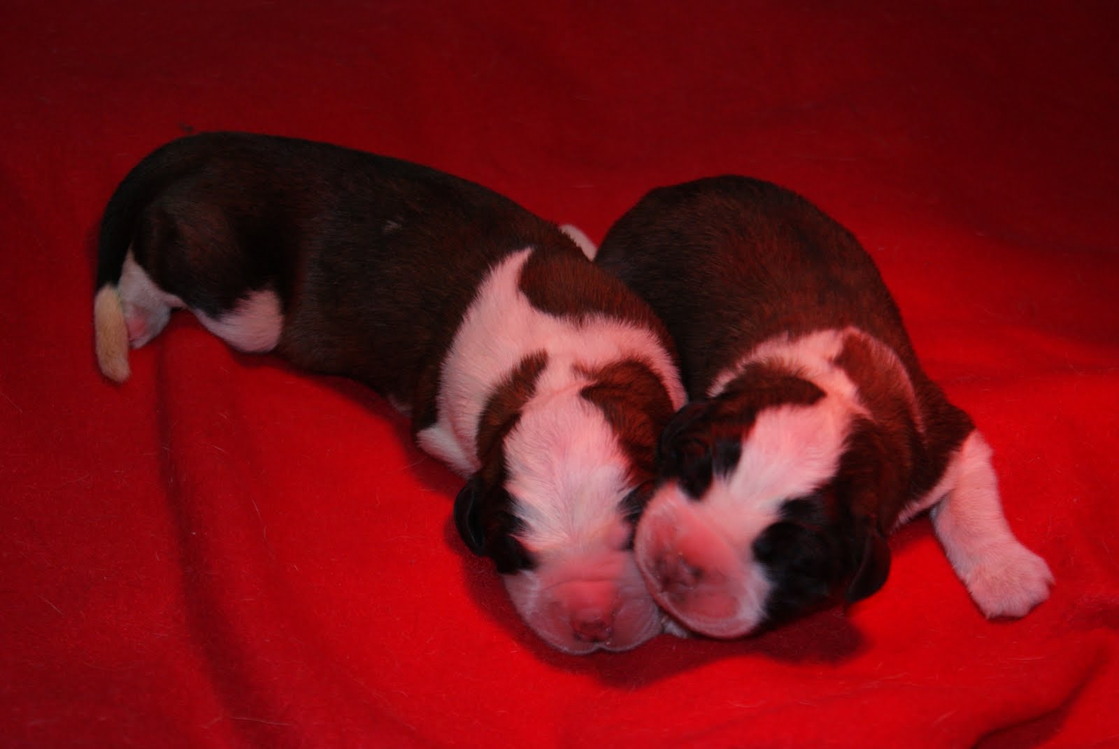 Quantos Cachorros Nascem Na Primeira Ninhada