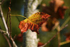 burnished leaf